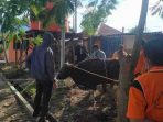 BPBD Wujudkan Rasa Syukur Dengan Berqurban 1 Ekor Sapi