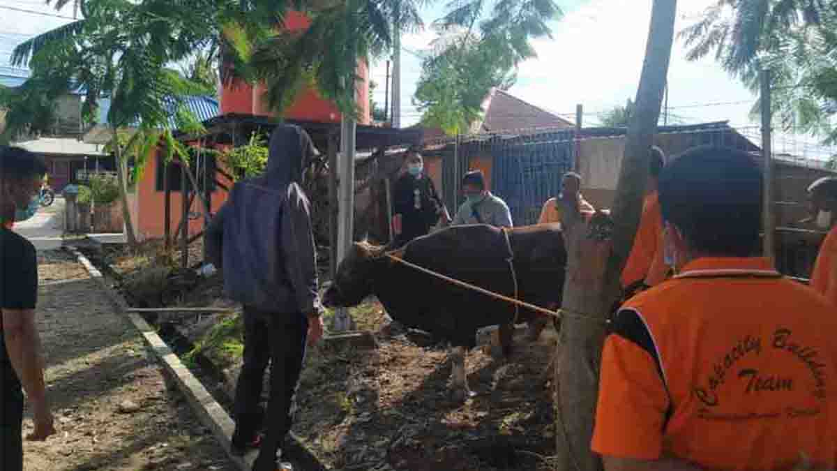BPBD Wujudkan Rasa Syukur Dengan Berqurban 1 Ekor Sapi